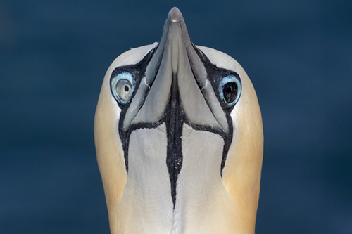 Europas faszinierende Tierwelt