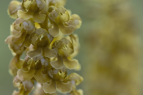 Orchideen